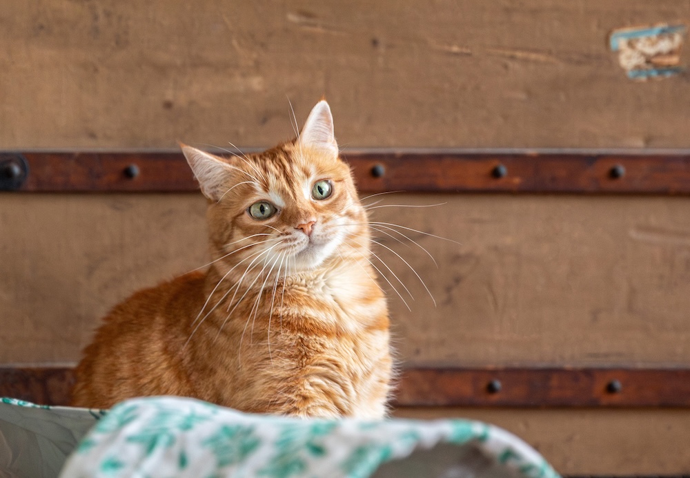 adoptera katt